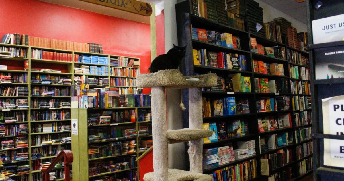 Recycle Bookstore emerges from pandemic stronger than ever